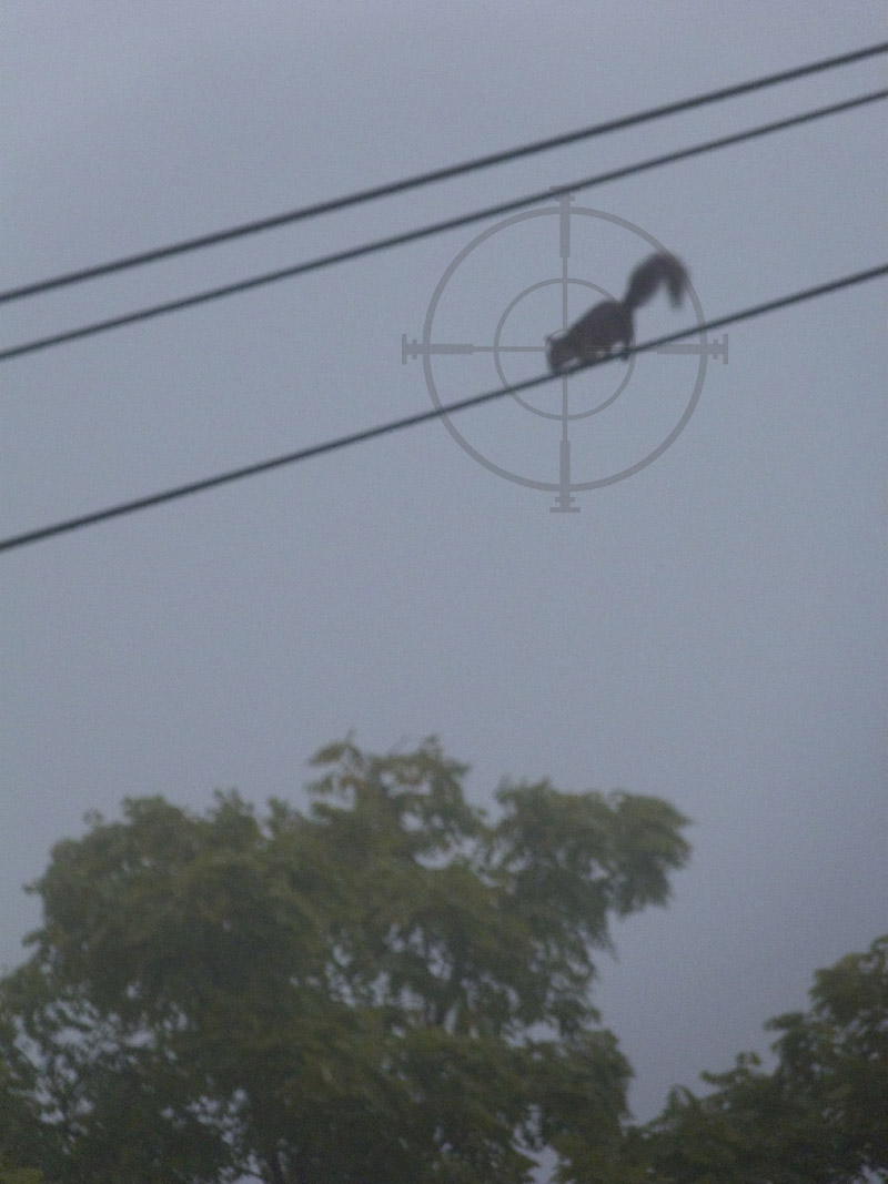 a bloody squirrel