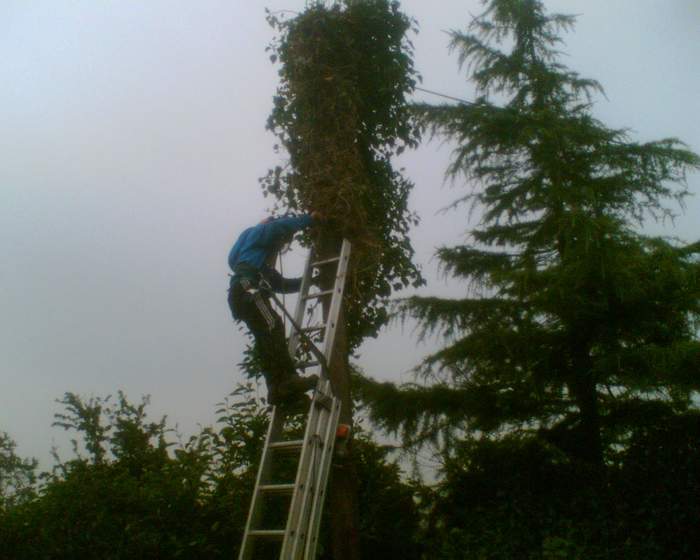 A telegraph pole being covered up by BT staff