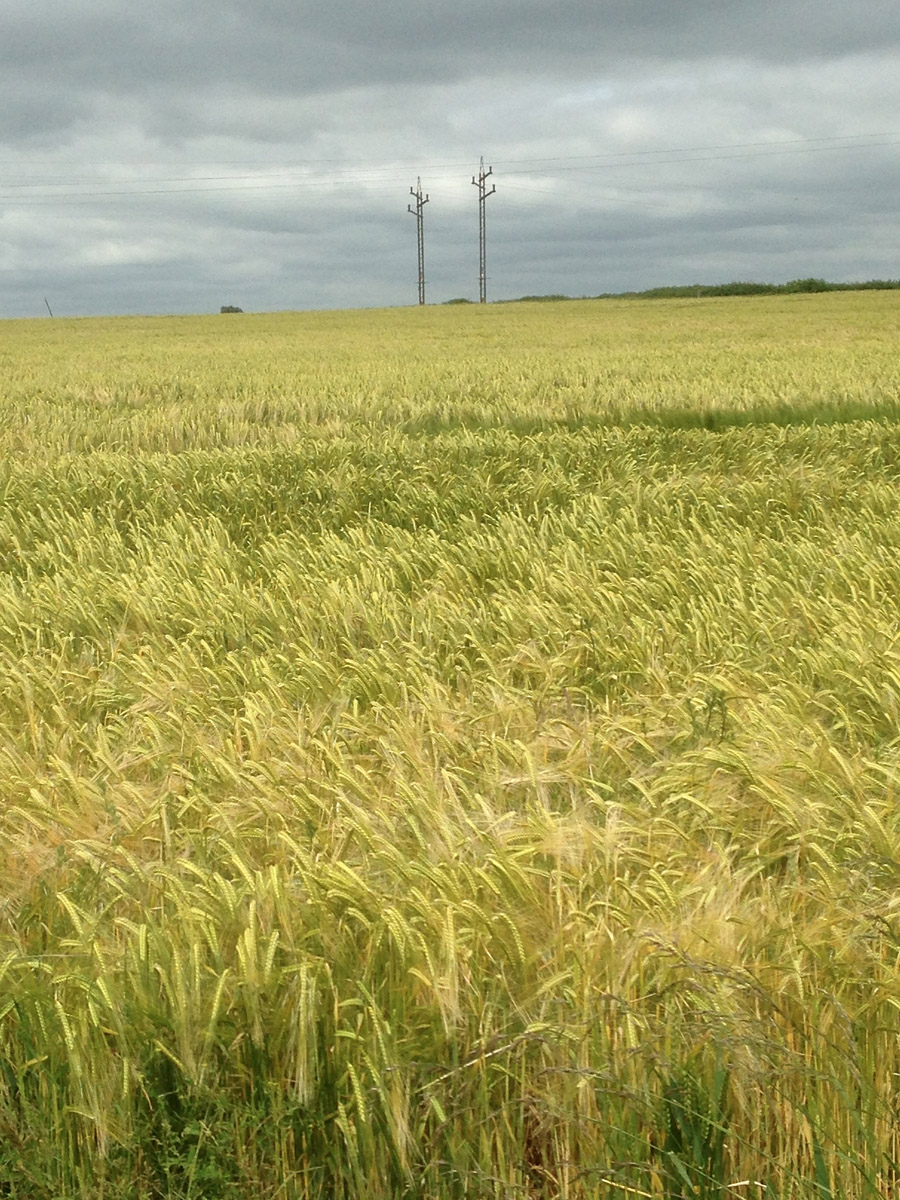 telegraph pole / pylon hybrids in a field in Sussex