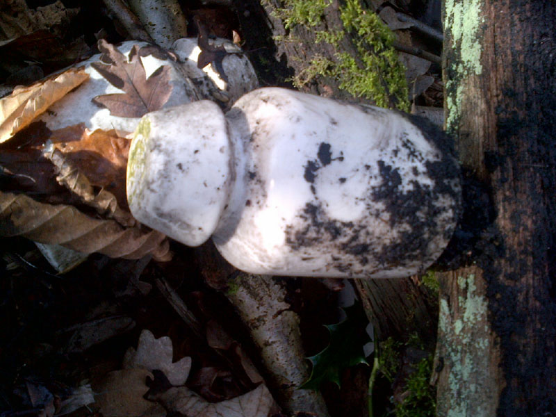 A lichen covered insulator from the Delph undergrowth