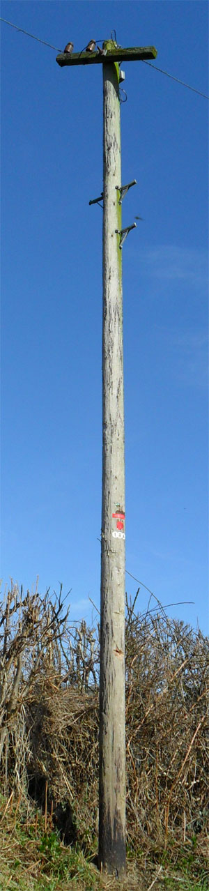 A telegraph pole, near Meifod,yesterday