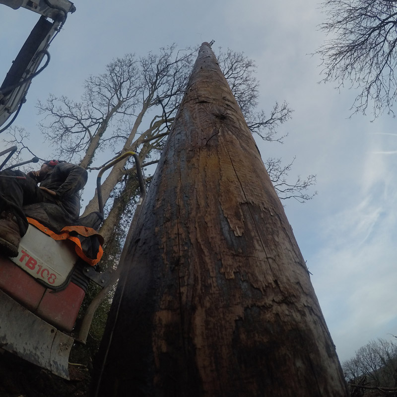 Just look how tall our telegraph pole is