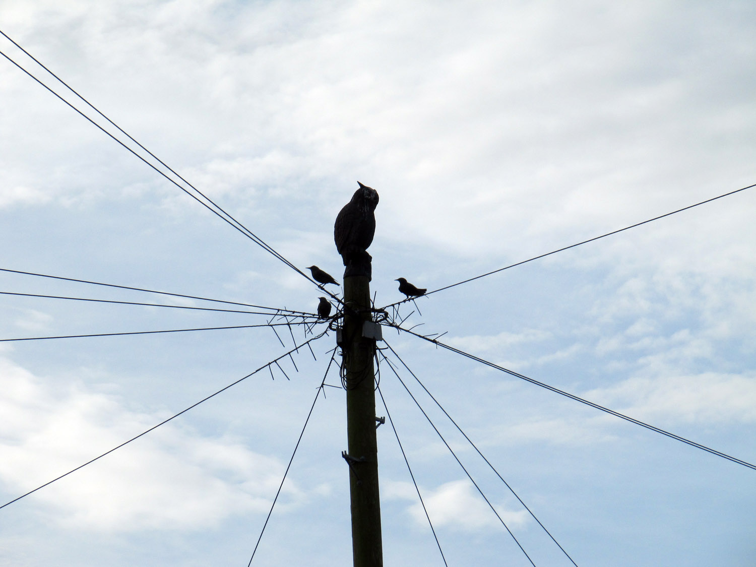 Telephone pole with an owl finial on top