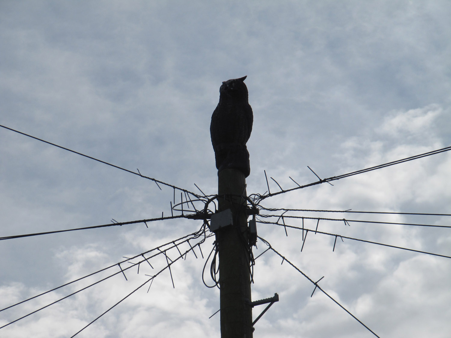 Telephone pole with an owl finial on top