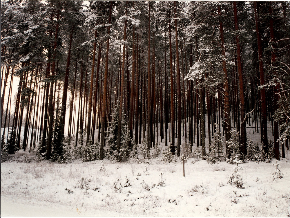 Trees in Estonia, soon to be telegraph poles