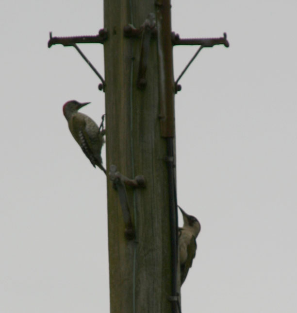 Green woodpeckers on a telegraph pole