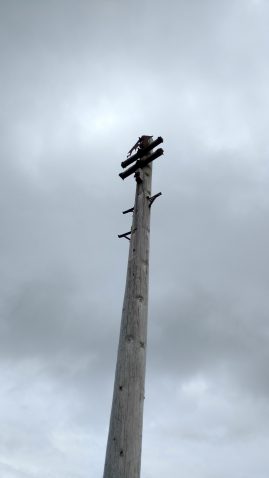 Redundant pole, 2 arms, no insulators or wires. Probably on Isle of Lewis