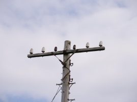 Wide arm with 6 insulators on the only old pole on Berneray