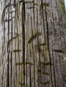 The etchings on a 1935 24ft Light telegraph pole