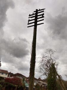 An old 6 armed pole with no wires and scant few insulators stands alone above a bush.