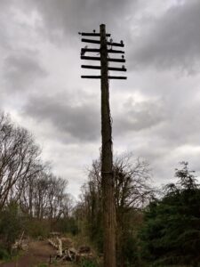 An old 6 armed pole with no wires and scant few insulators stands alone above a bush.
