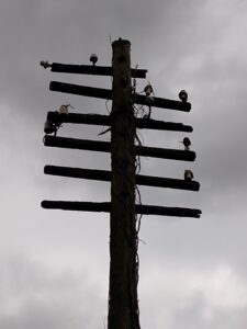 6 battered crossarms on an old pole near Newport. A couple of insulators still intact, the rest missing.