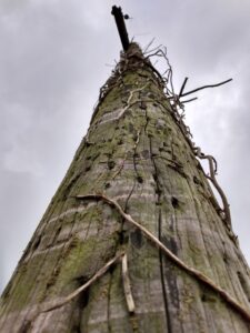 View from beneath a pock-marked redundant pole with no wires and ivy running up it.