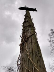 View from beneath a pock-marked redundant pole with no wires and ivy running up it.