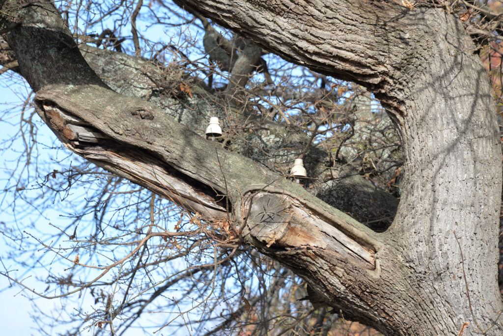 Close up of a branch on a large tree in Tasmania. It has two telegraph insulators screwed to it.