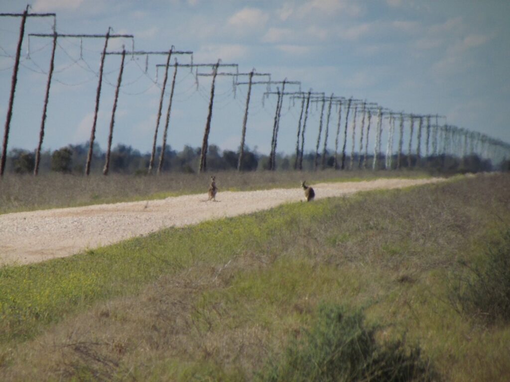 A row of tall poles alongside a dusty track with 2 kangaroos in foreground